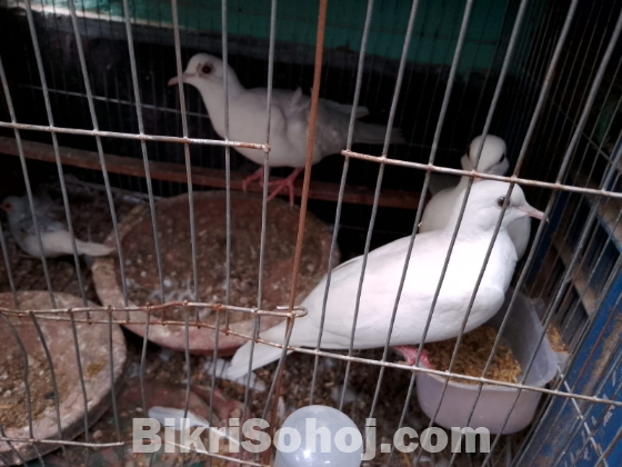 ১ জোড়া মাস্টার পেয়ার বাচ্চা ১টি মেল অস্ট্রেলিয়ান ঘুঘু